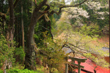 香野姫神社の夫婦ザクラ