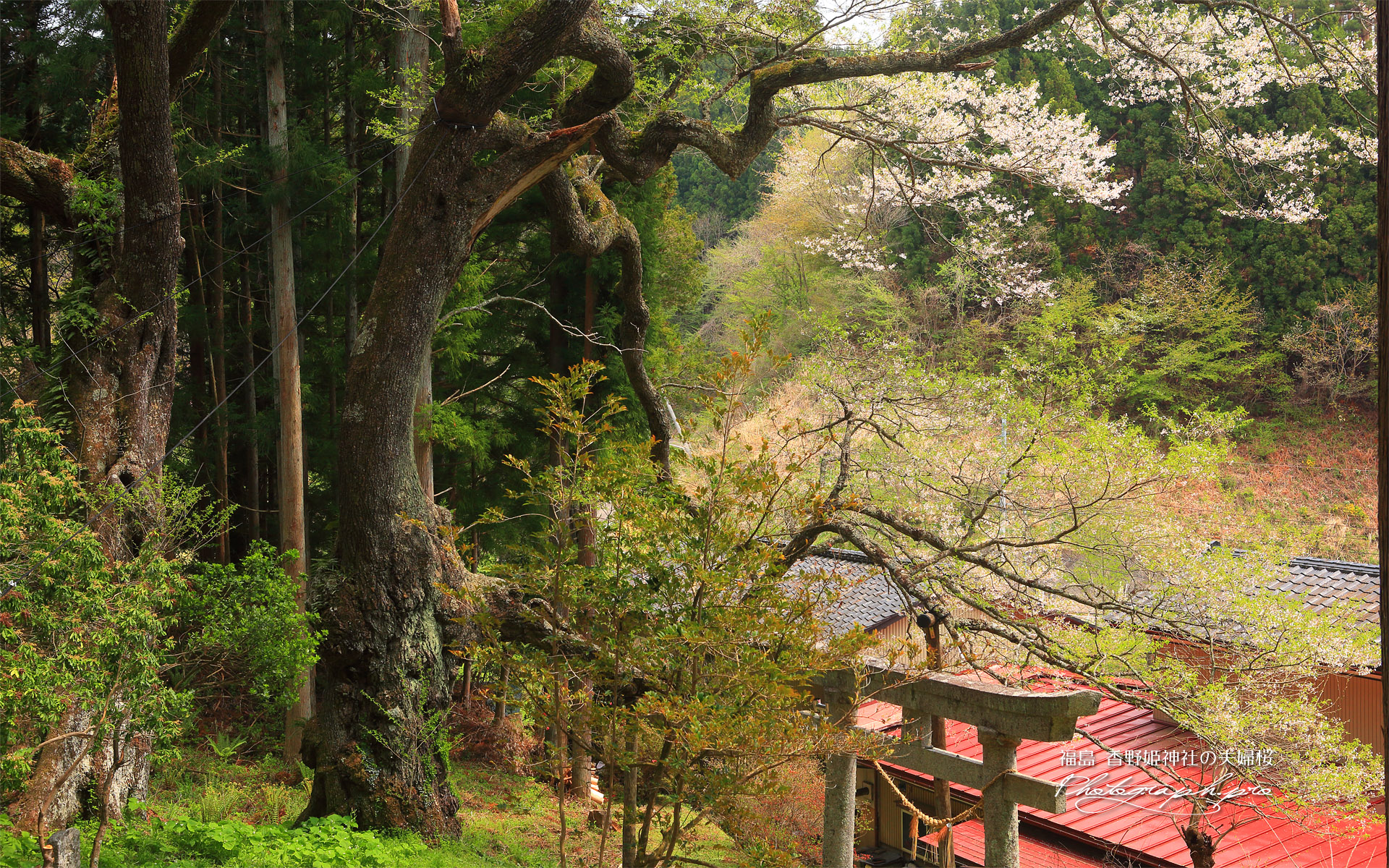 香野姫神社の夫婦ザクラ
