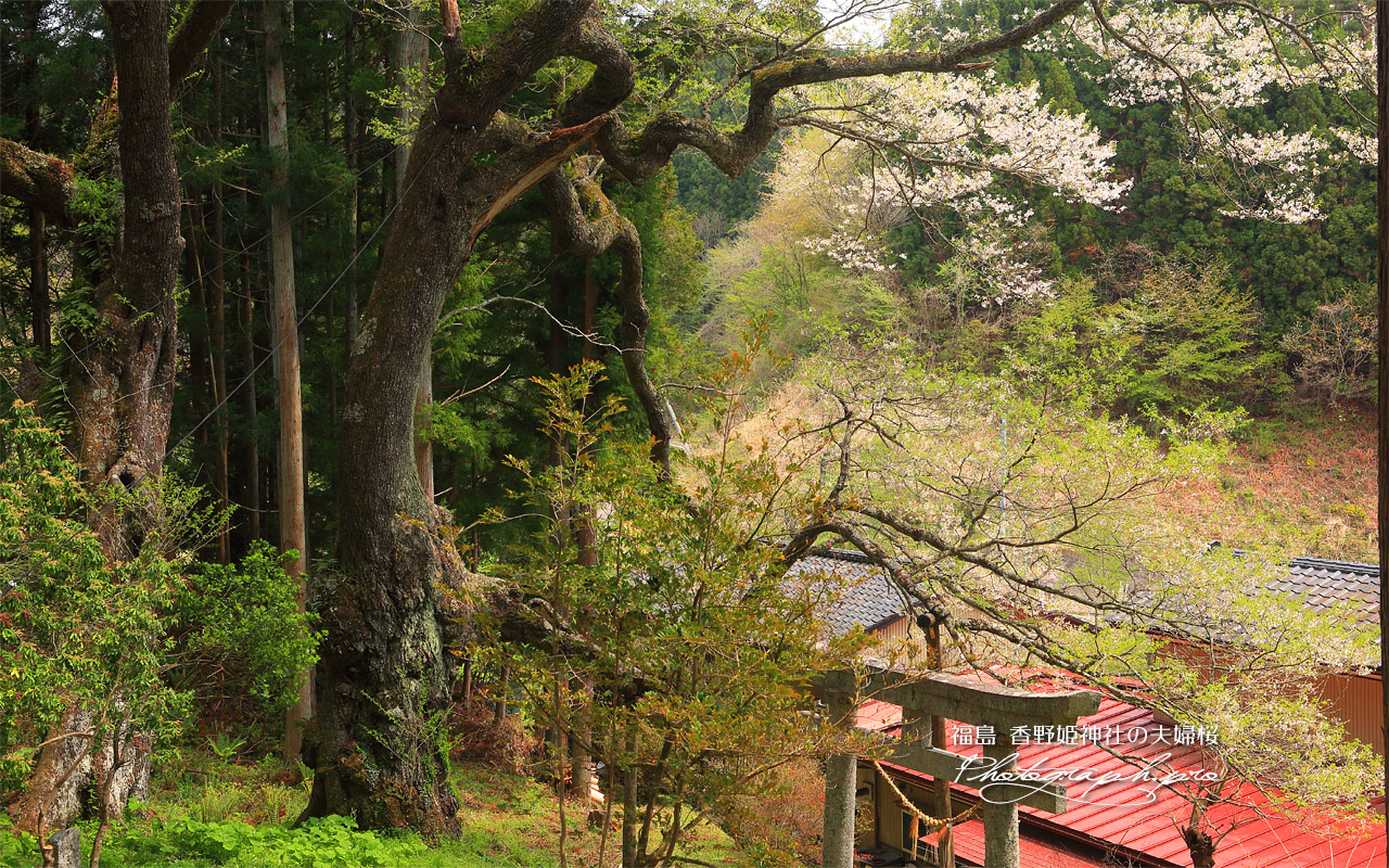 香野姫神社の夫婦ザクラ 壁紙