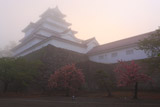 朝霧の鶴ヶ城の桜