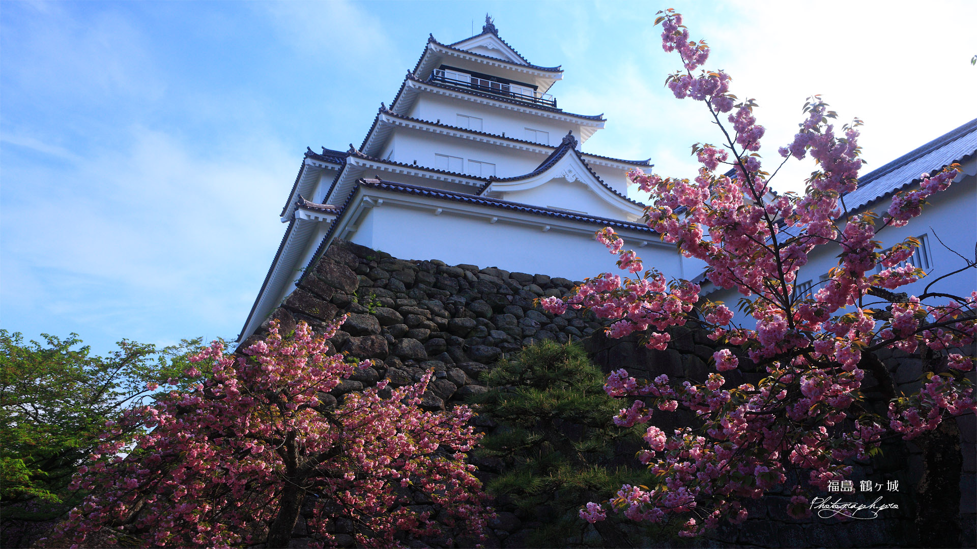 鶴ヶ城 八重の桜