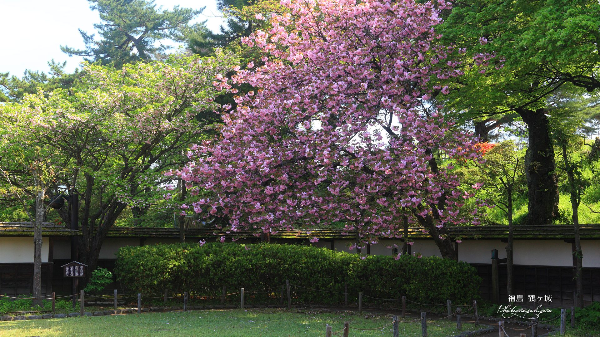 鶴ヶ城 茶室麟閣の八重桜
