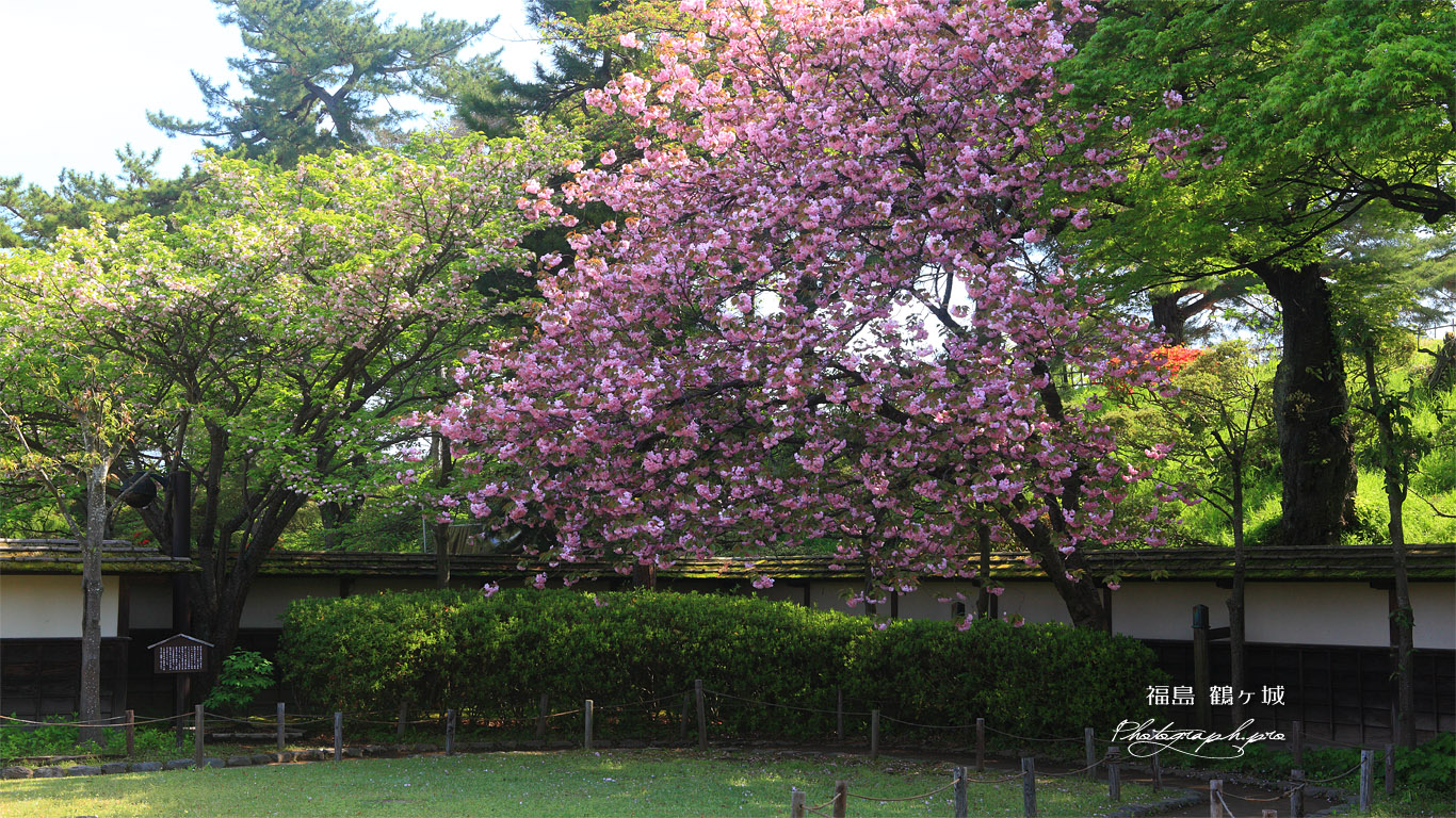 鶴ヶ城 茶室麟閣の八重桜 壁紙