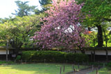 鶴ヶ城 茶室麟閣の八重桜