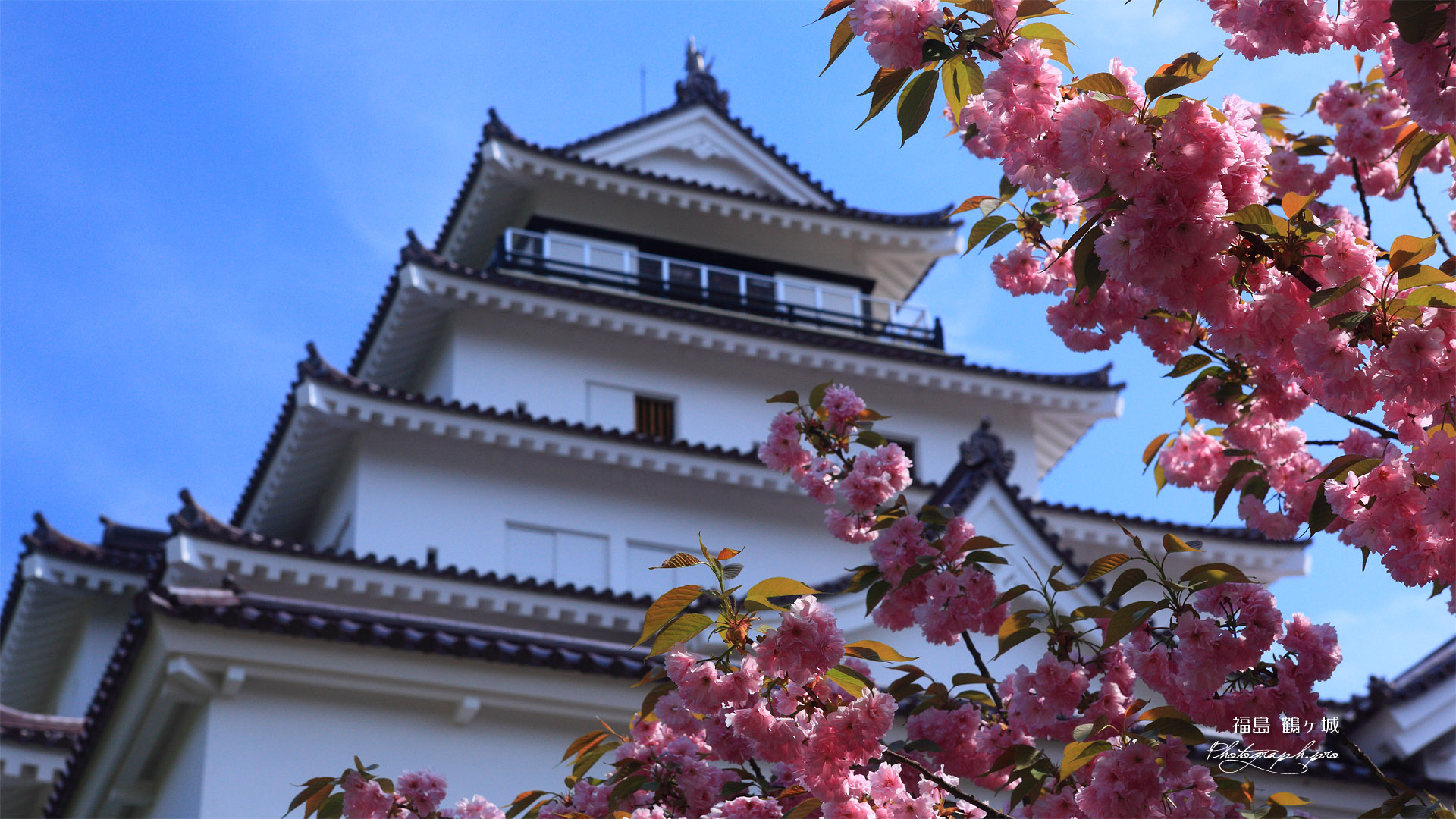 鶴ヶ城 八重桜と天守閣