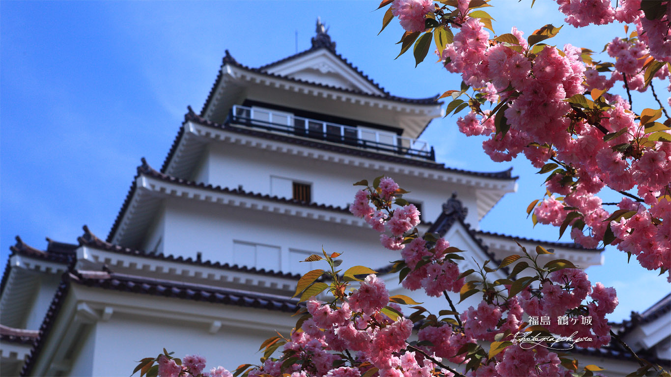 鶴ヶ城 八重桜と天守閣 壁紙