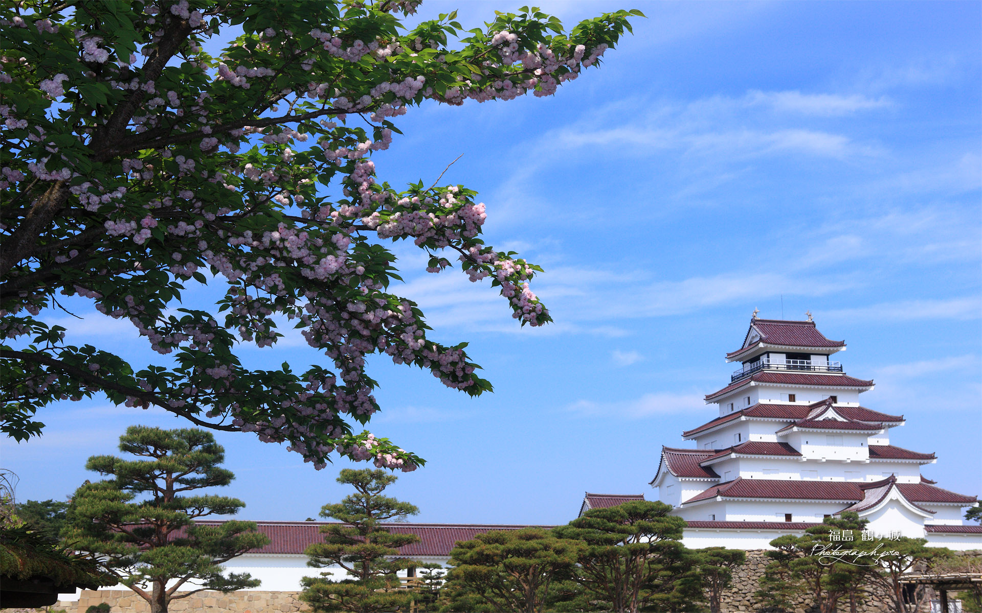 鶴ヶ城 サトザクラと天守閣
