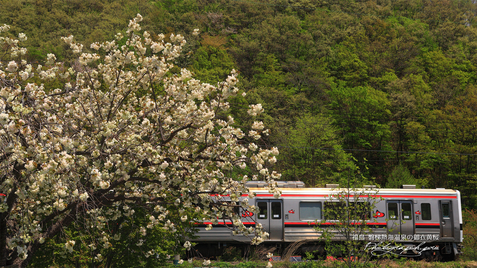 磐梯熱海温泉の御衣黄桜