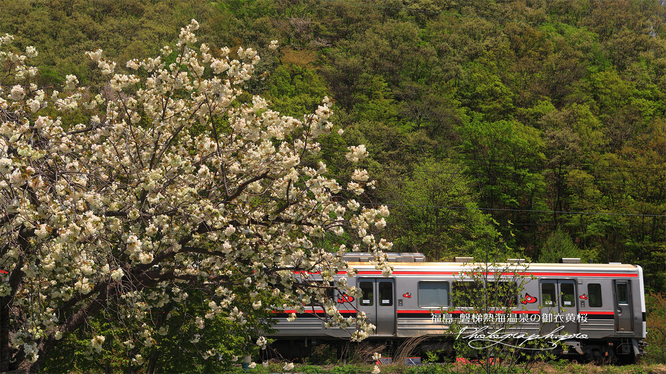 磐梯熱海温泉の御衣黄桜 壁紙
