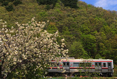 磐梯熱海温泉の御衣黄桜