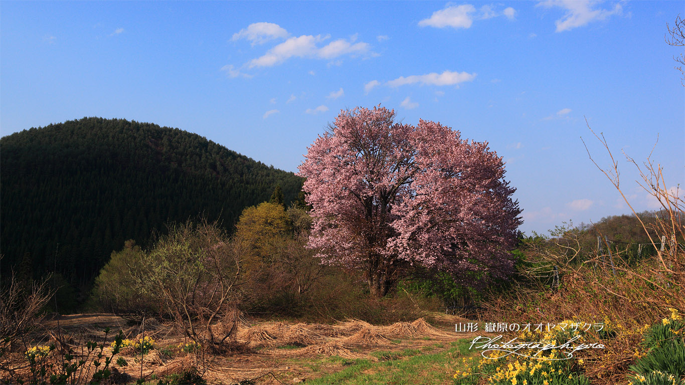 嶽原のオオヤマ桜 壁紙