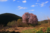 嶽原のオオヤマ桜