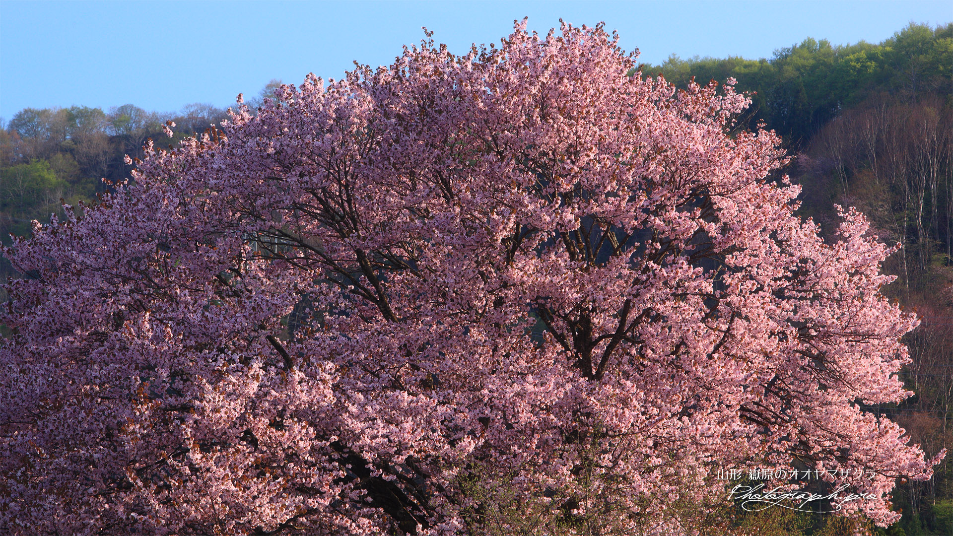 嶽原の大山桜