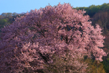 嶽原の大山桜
