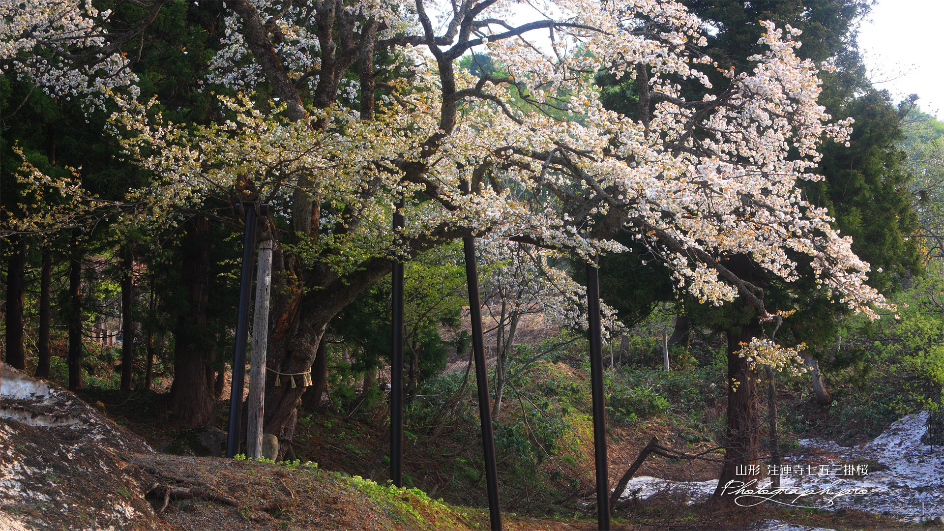 根雪と注連寺の七五三掛桜
