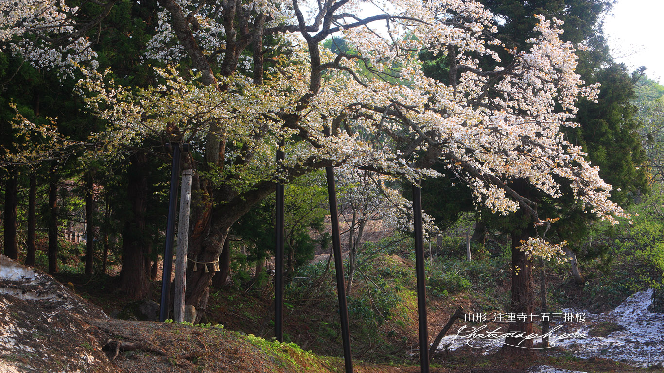 注連寺の七五三掛桜の主幹 壁紙