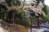 根雪と注連寺の七五三掛桜
