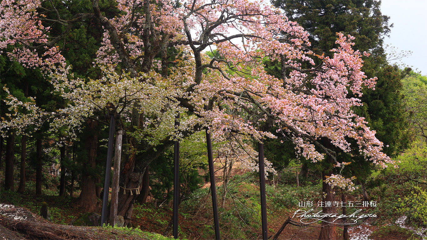 様変わりした注連寺の七五三掛桜 壁紙