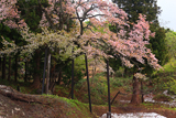 様変わりした注連寺の七五三掛桜