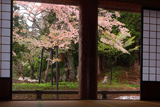本堂からの注連寺の七五三掛桜