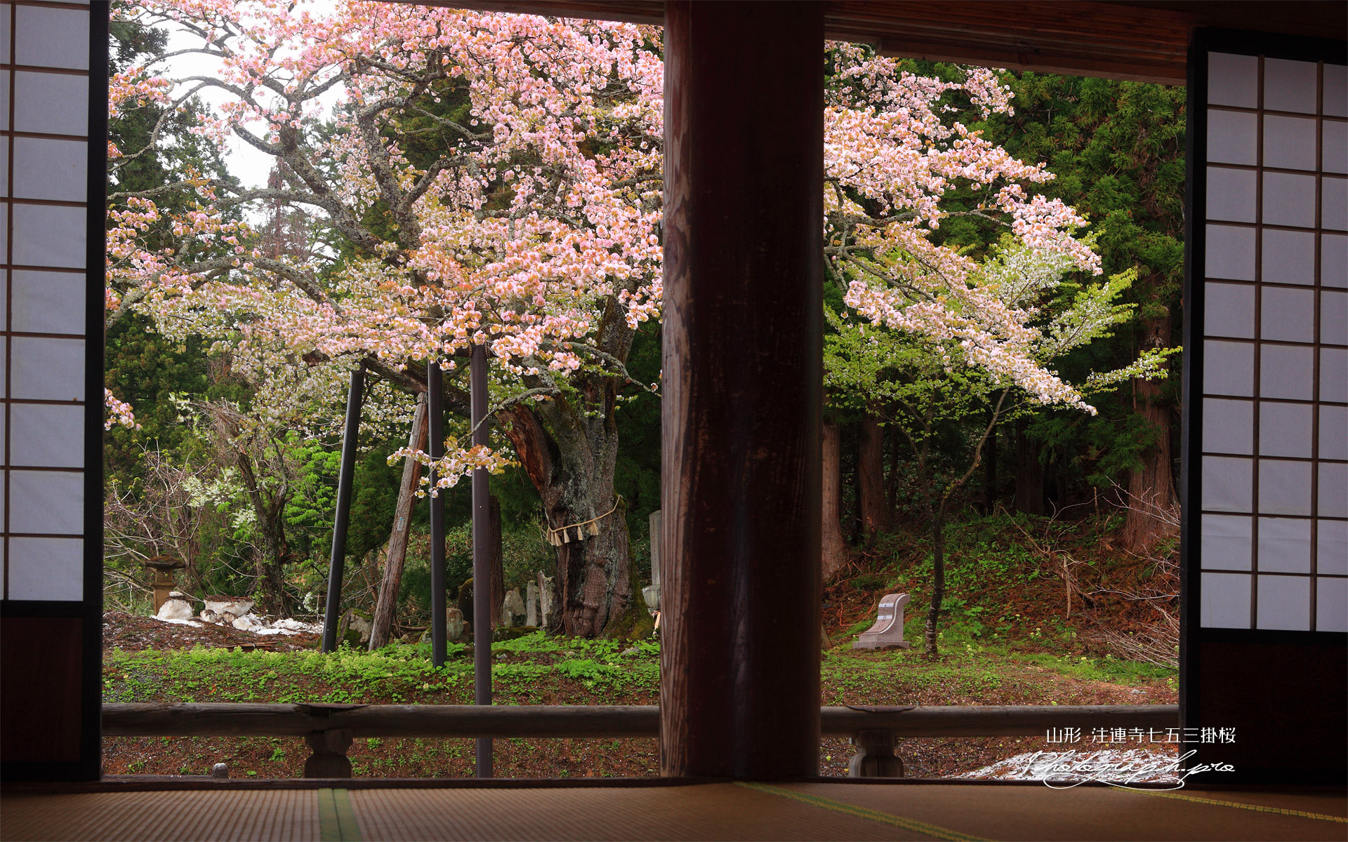 本堂からの注連寺の七五三掛桜