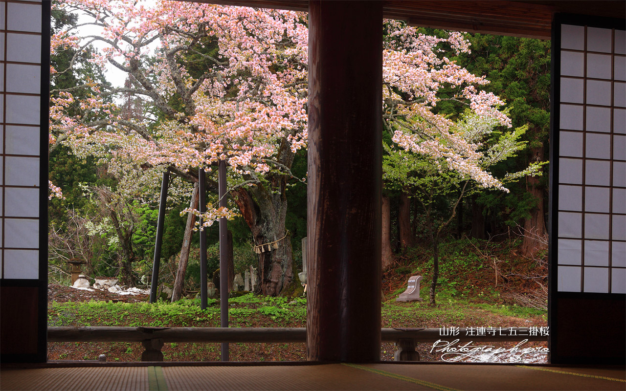 本堂からの注連寺の七五三掛桜 壁紙