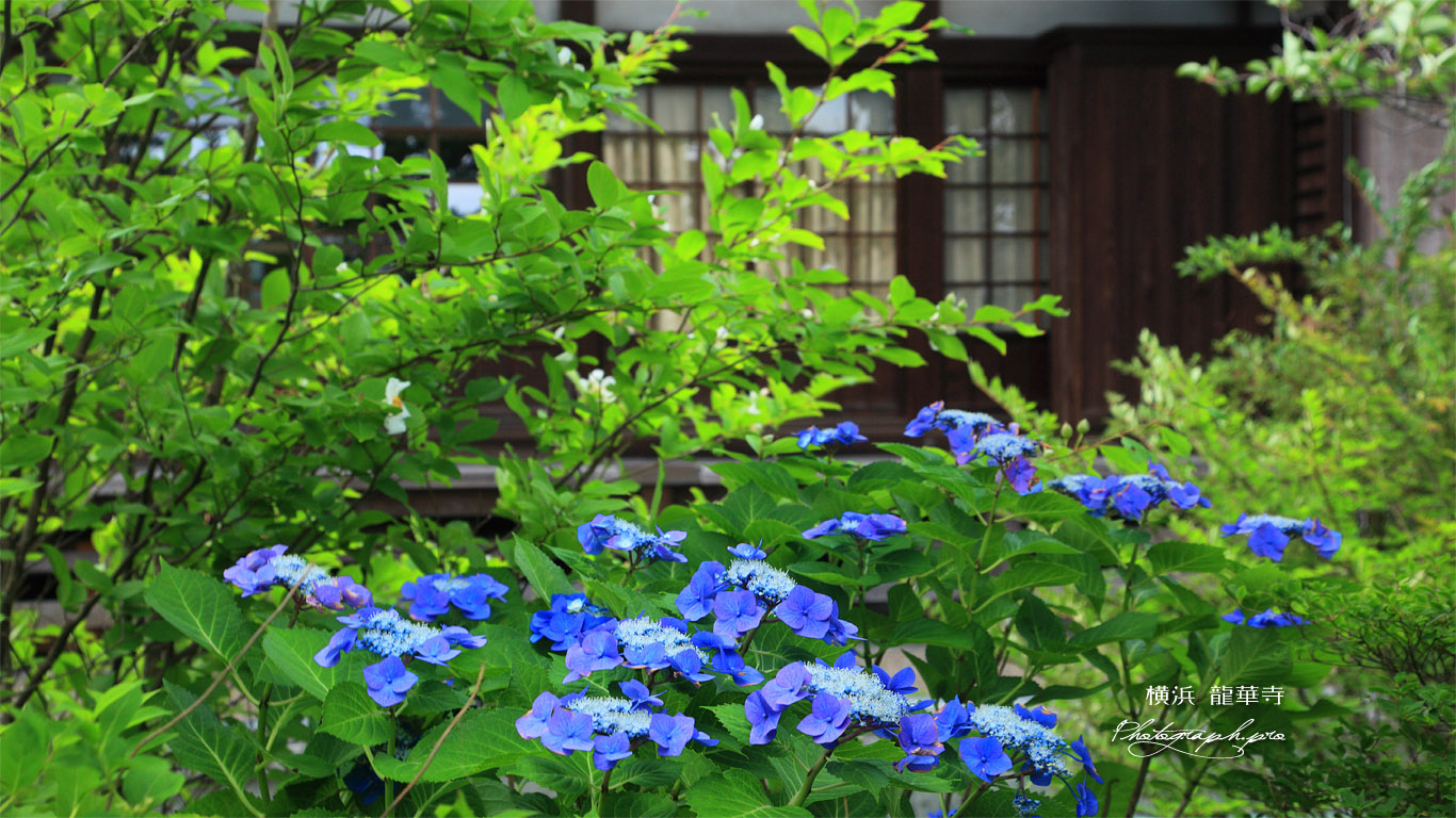 龍華寺 アジサイと本堂 壁紙