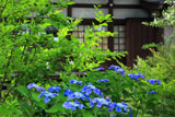 龍華寺 アジサイと本堂