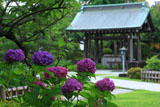 龍華寺 アジサイと手水舎