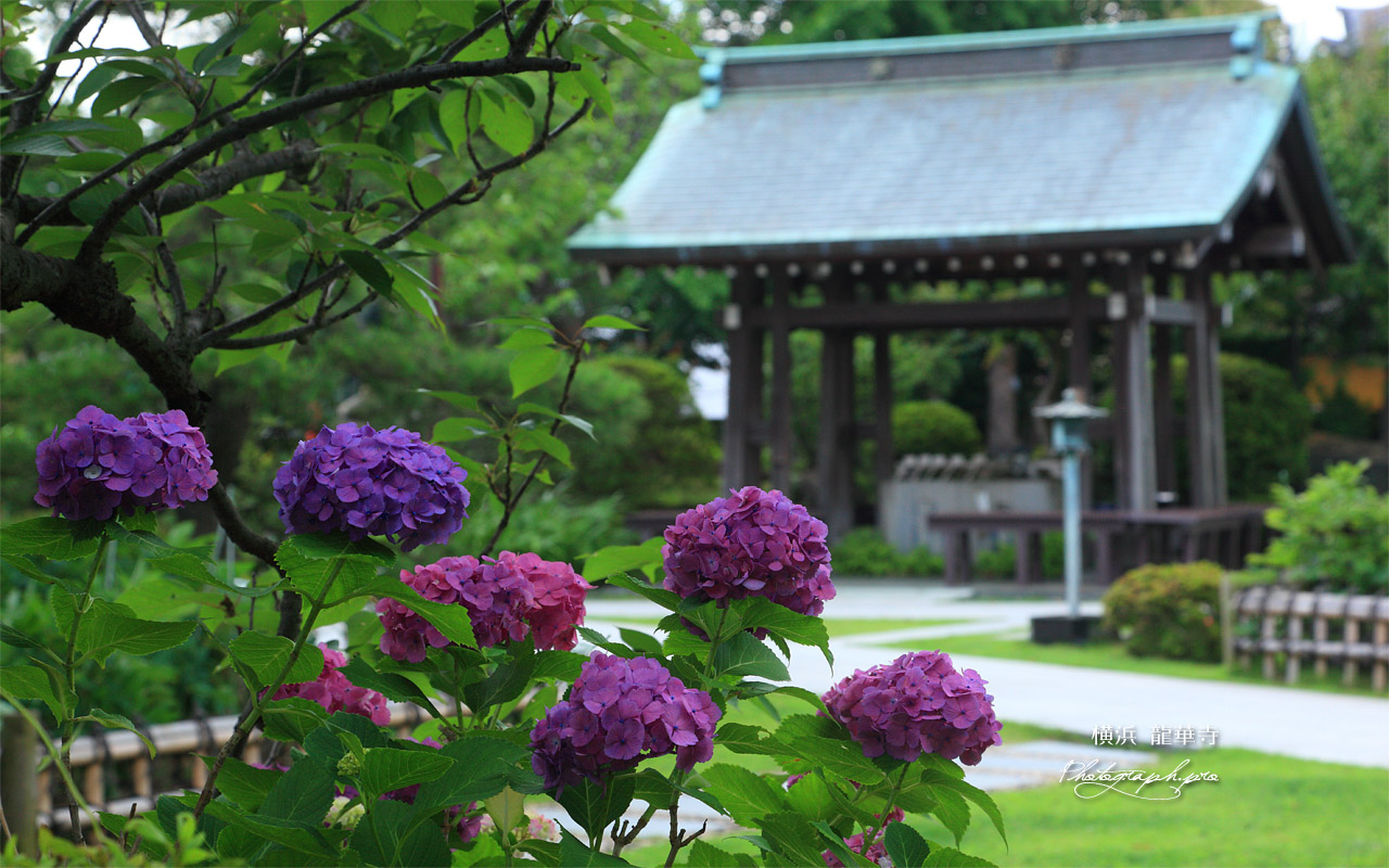 龍華寺 アジサイと手水舎 壁紙