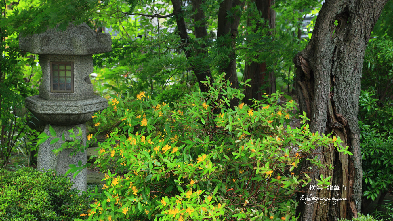 龍華寺 石燈籠とビヨウヤナギ 壁紙