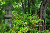 龍華寺 石燈籠とビヨウヤナギ