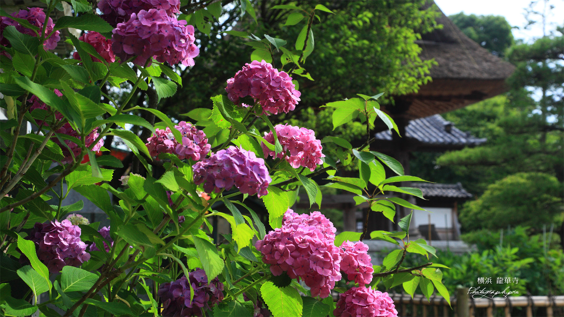 龍華寺 アジサイと鐘楼