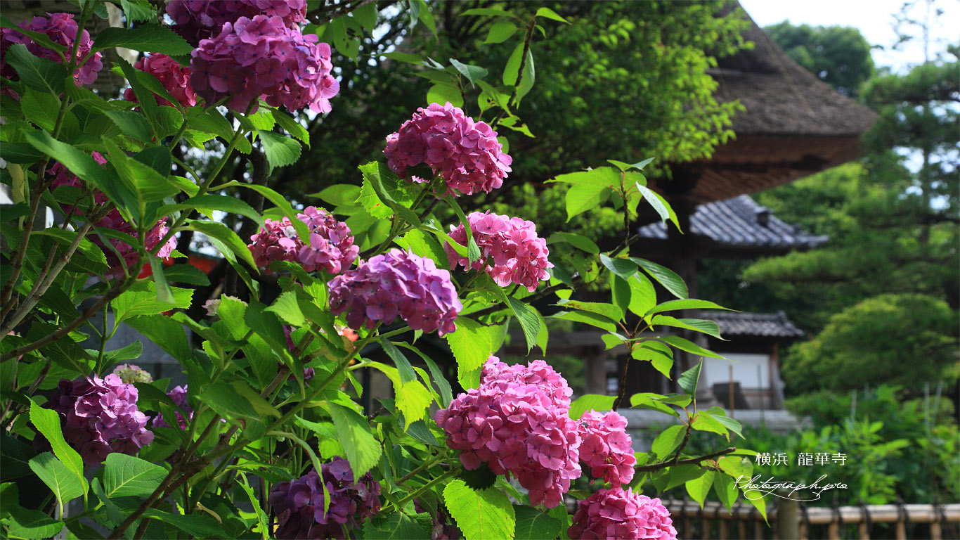 龍華寺 アジサイと鐘楼 壁紙