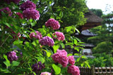 龍華寺 アジサイと鐘楼