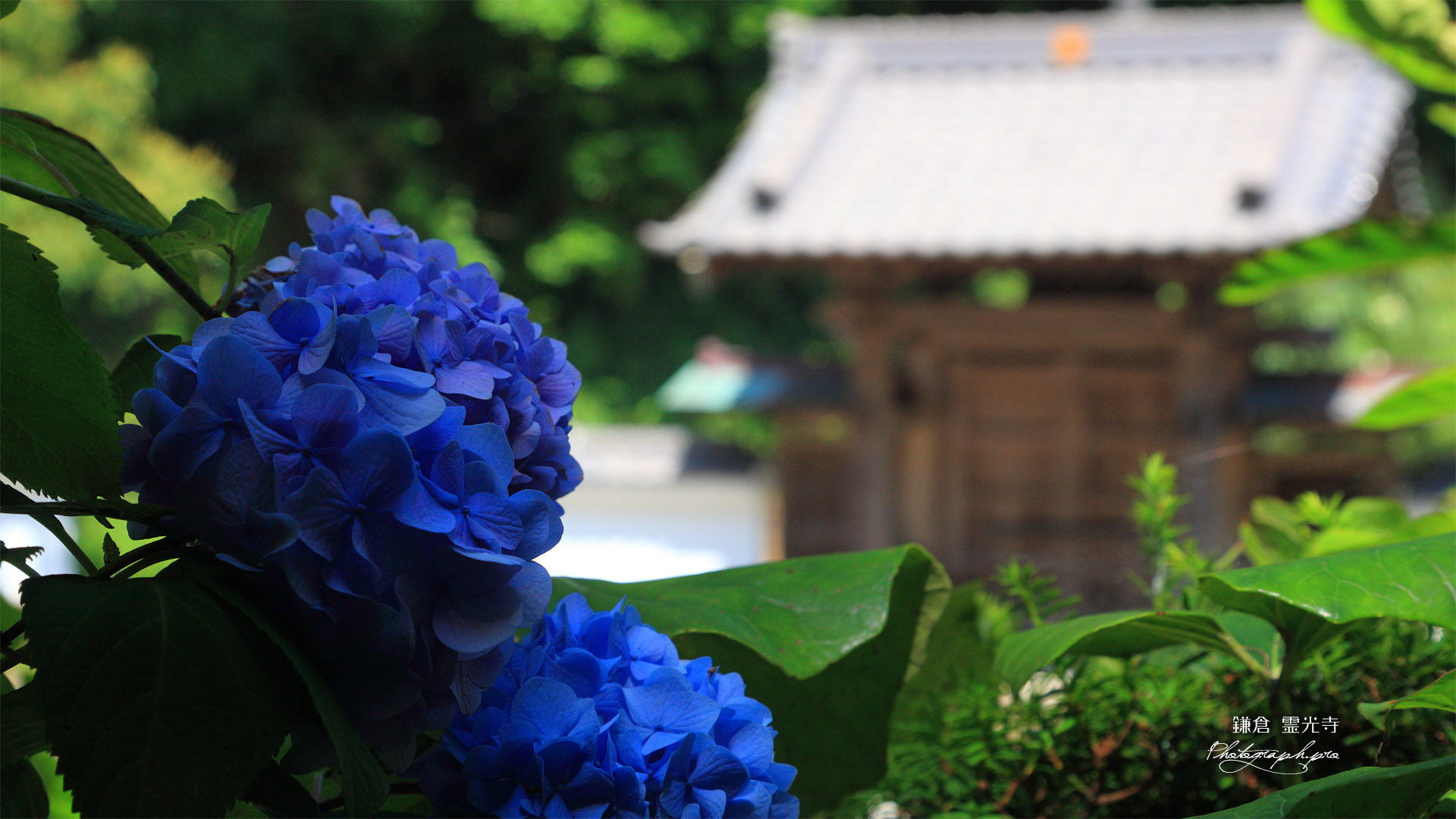鎌倉霊光寺 アジサイと山門
