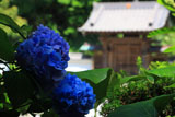 鎌倉霊光寺 紫陽花と山門