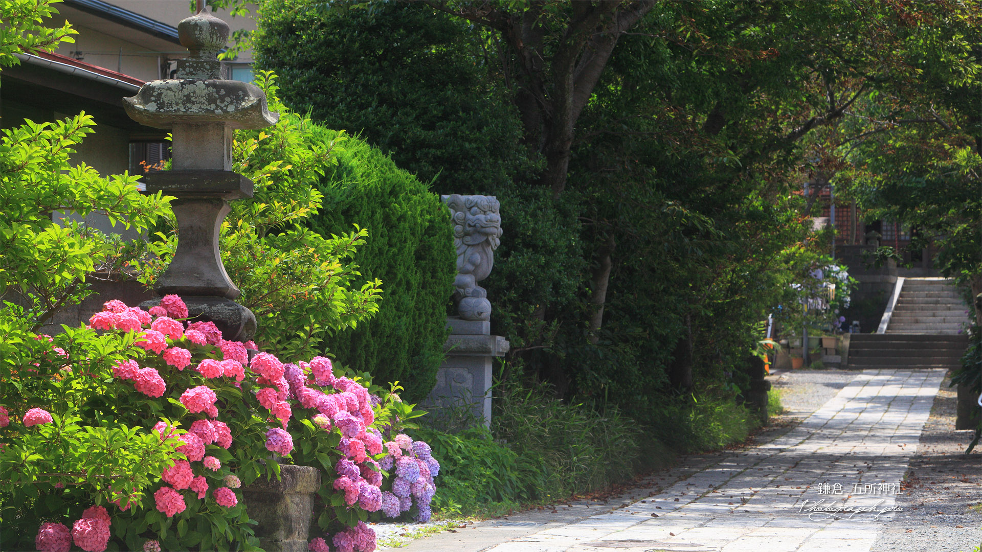 鎌倉五所神社 あじさいと参道
