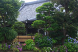 泥牛庵 アジサイと本堂