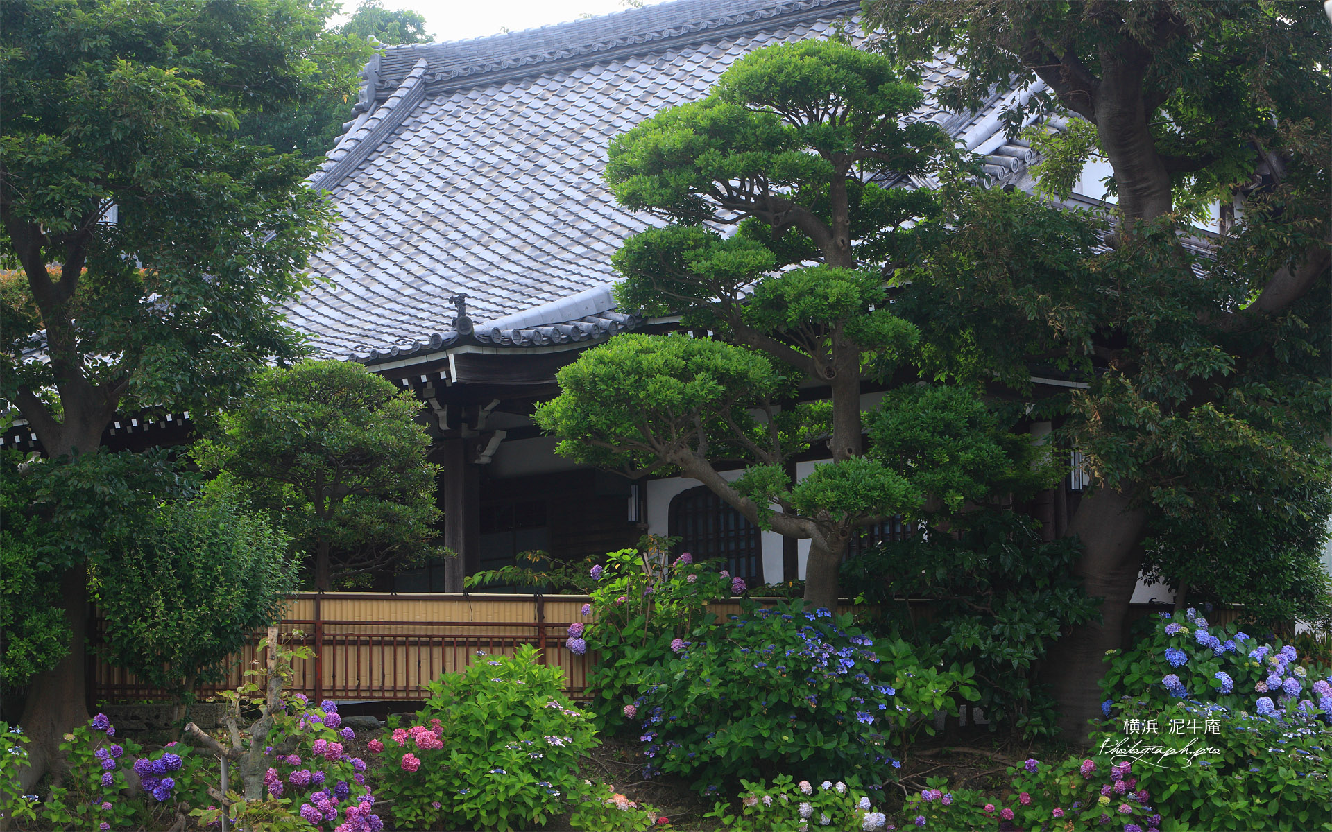 泥牛庵 アジサイと本堂