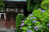 金龍院 あじさいと瑠璃光殿