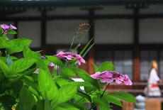 上行寺