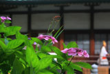 横浜上行寺 アジサイと本堂