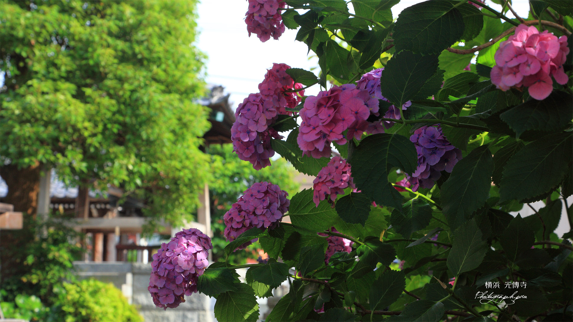 横浜光傳寺 紫陽花