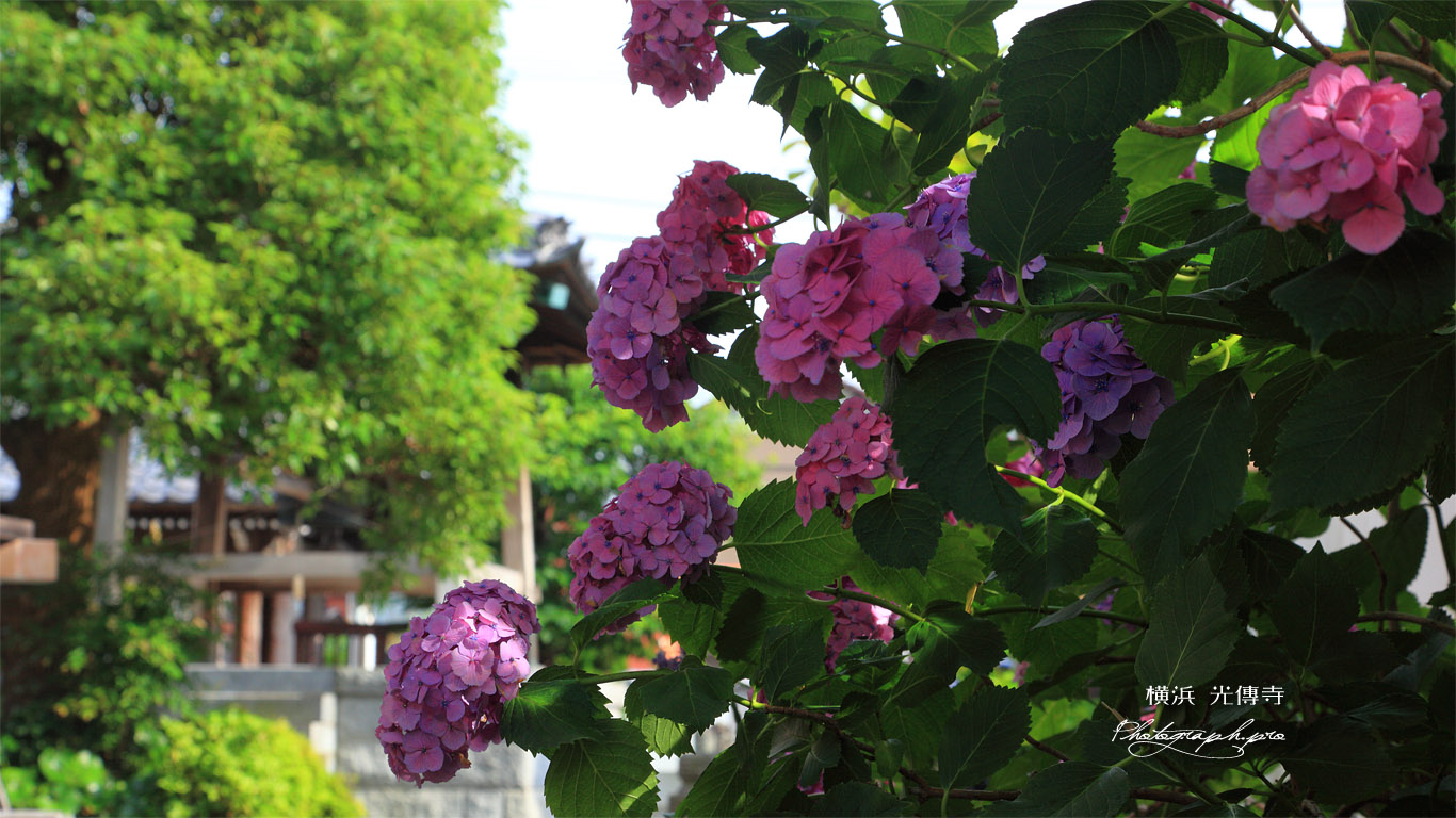 横浜光傳寺 紫陽花 壁紙