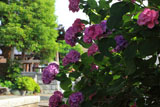 横浜光傳寺 紫陽花