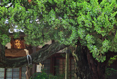 光傳寺