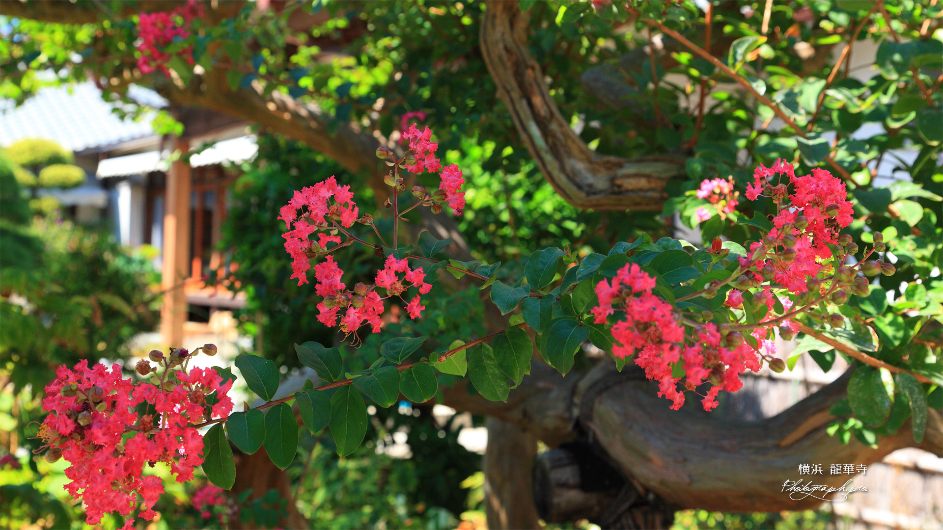 龍華寺の百日紅
