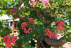 龍華寺
