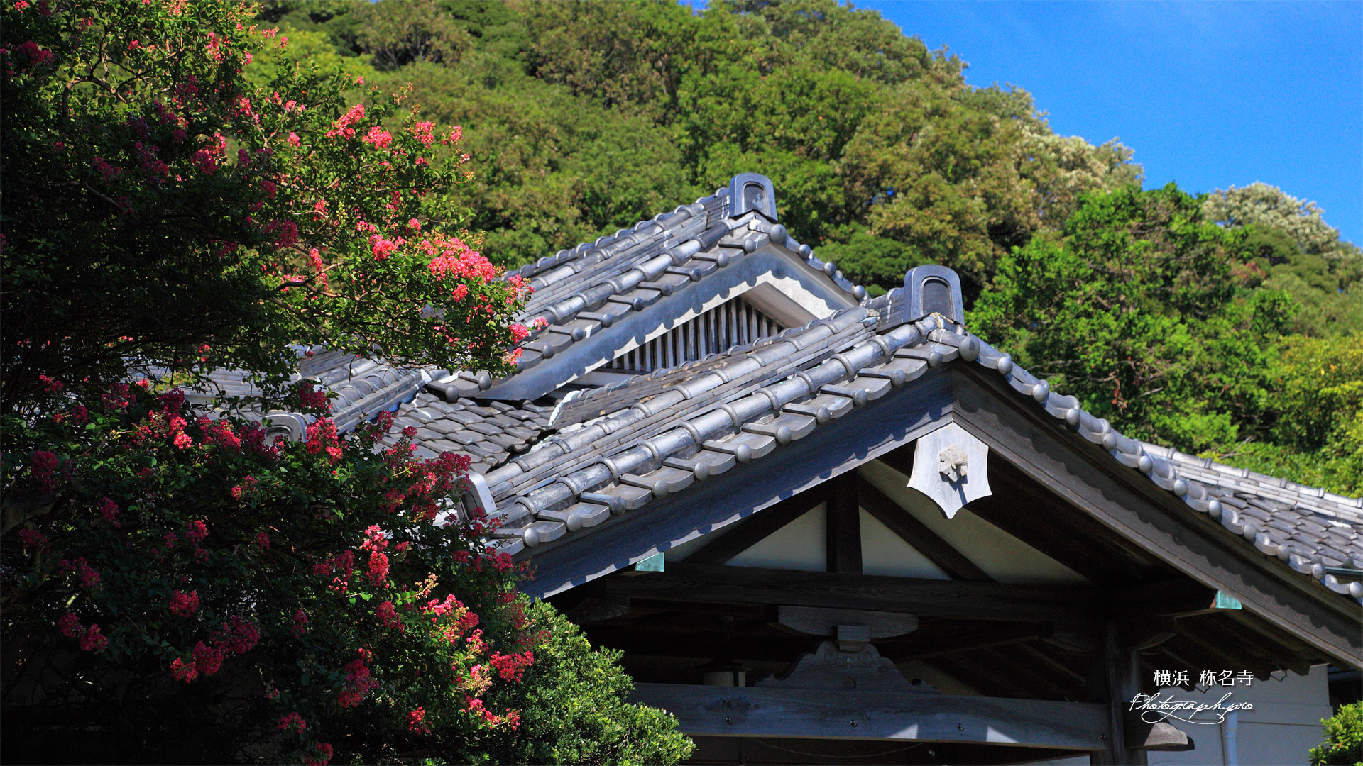 称名寺 サルスベリと庫裡